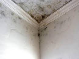 Best Water Damage & Mold Remediation  in Lockwood, MO