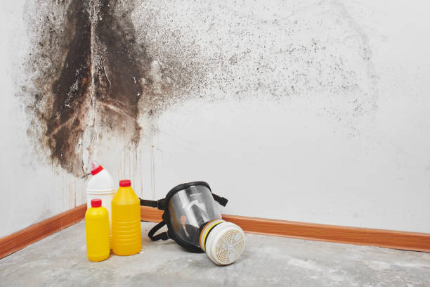 Best Mold Removal for HVAC Installations  in Lockwood, MO