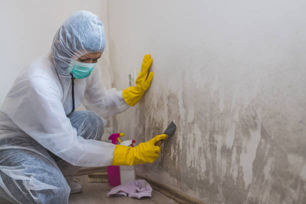 Best Industrial Mold Remediation  in Lockwood, MO